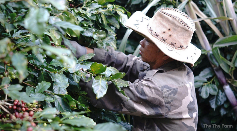 Thy Thy Farm: Hành trình từ vườn cà phê hữu cơ đến điểm trải nghiệm độc đáo tại Đà Lạt