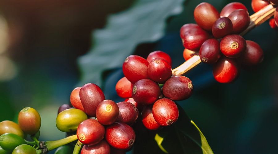 Cà phê Panama Geisha - Hương sắc tinh hoa của 