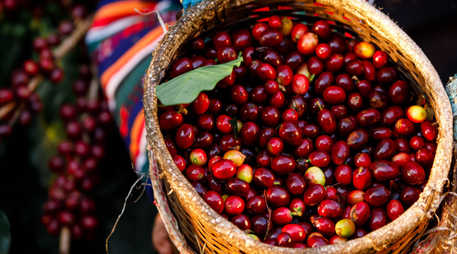 Colombia Apple - Giai điệu ngọt ngào của hương hoa và trái cây 