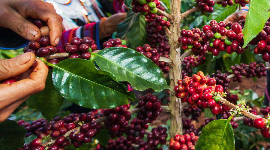 Colombia Coconut - Hương vị nhiệt đới quyến rũ từ vùng đất cà phê Colombia