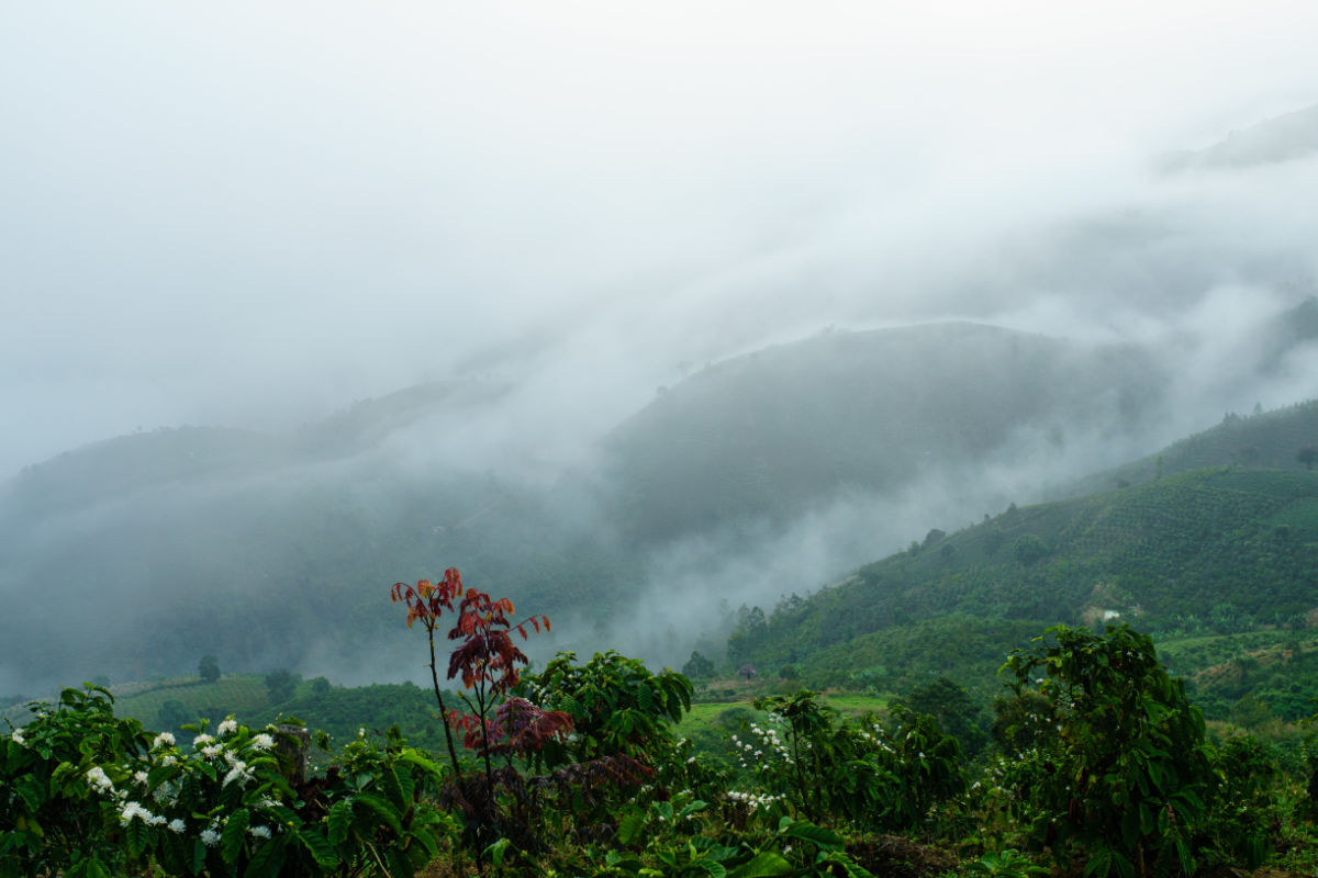 Câu chuyện Cà Phê