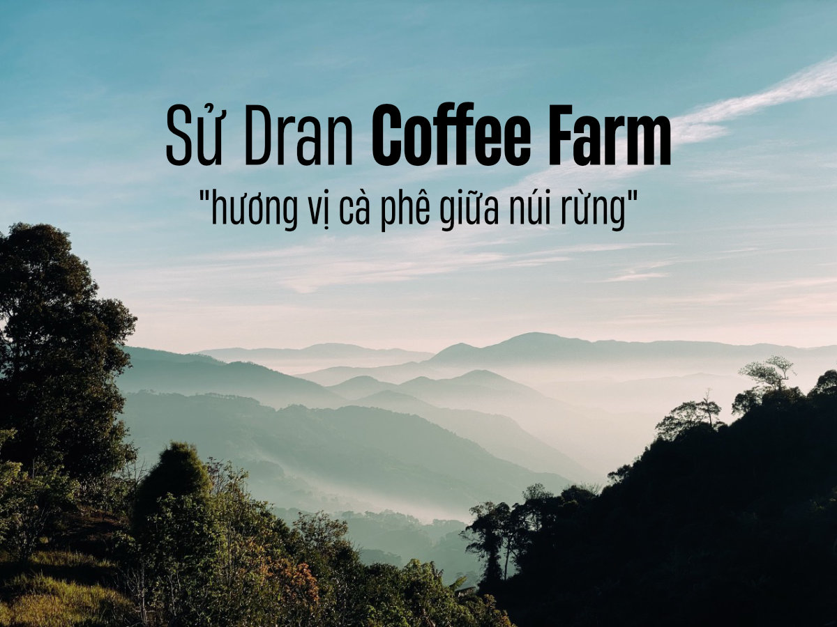 Sử Dran Cofee Farm - Thưởng thức 'Hương vị thuần khiết' của cà phê