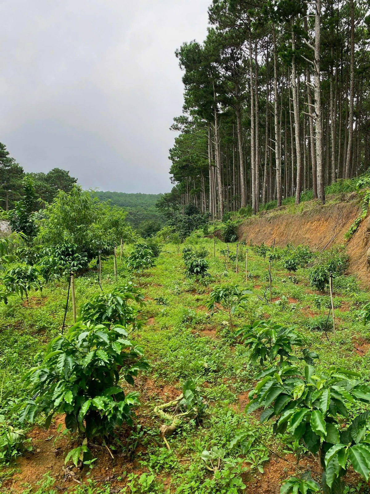 Thy Thy Farm: Hành trình từ vườn cà phê hữu cơ đến điểm trải nghiệm độc đáo tại Đà Lạt